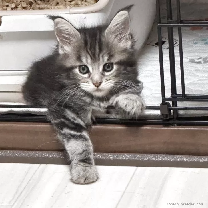 ID：2508-03131の子猫