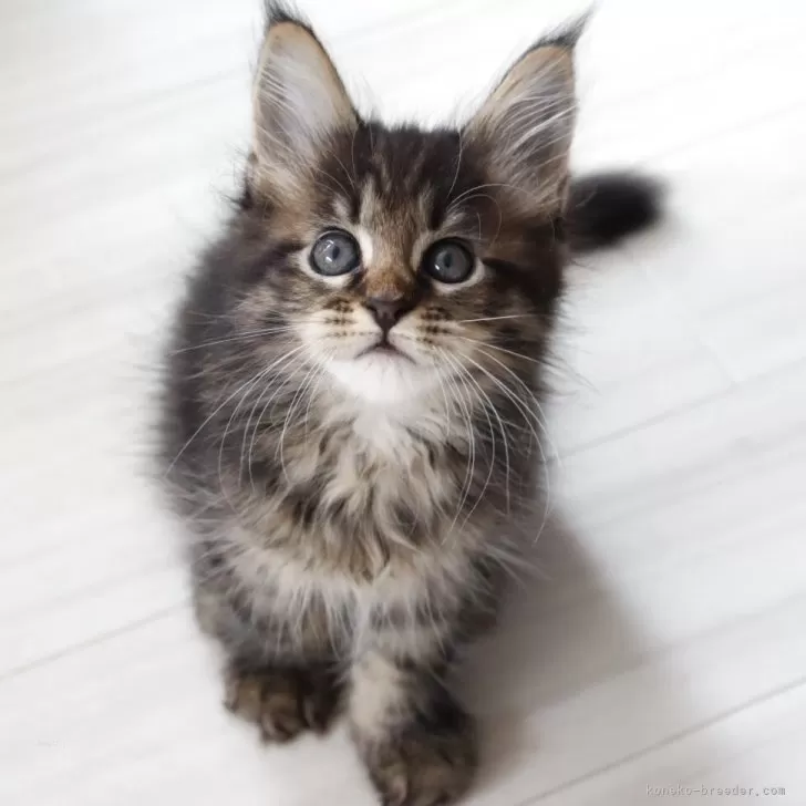 ID：2506-02274の子猫