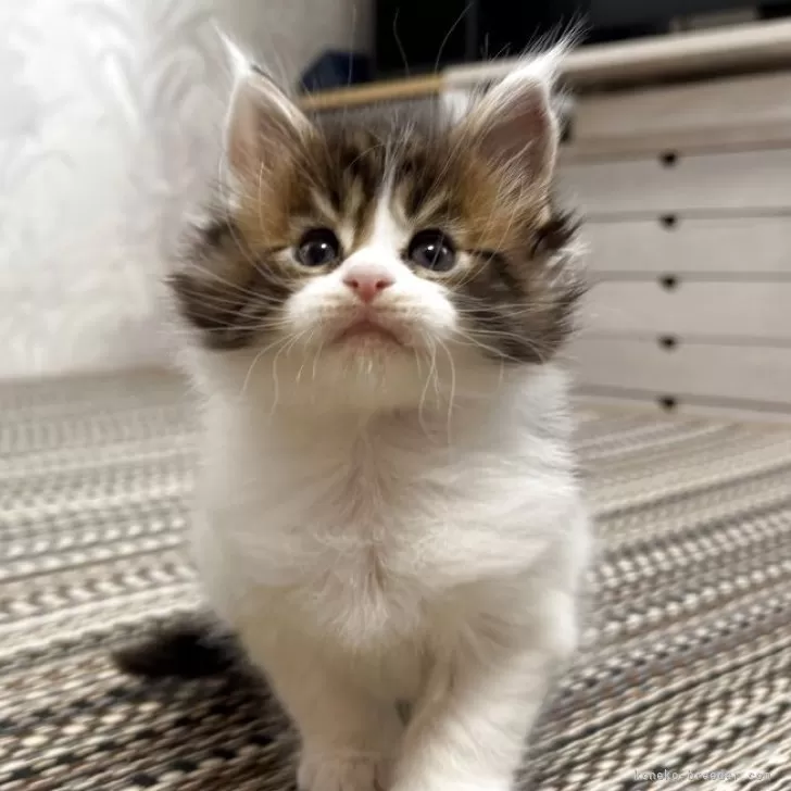 ID：2512-00281の子猫