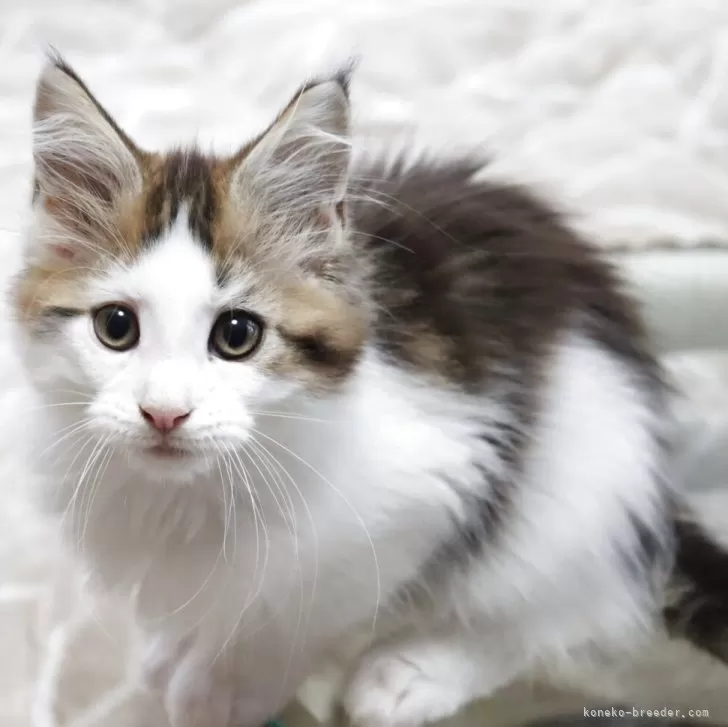 ID：2504-03266の子猫