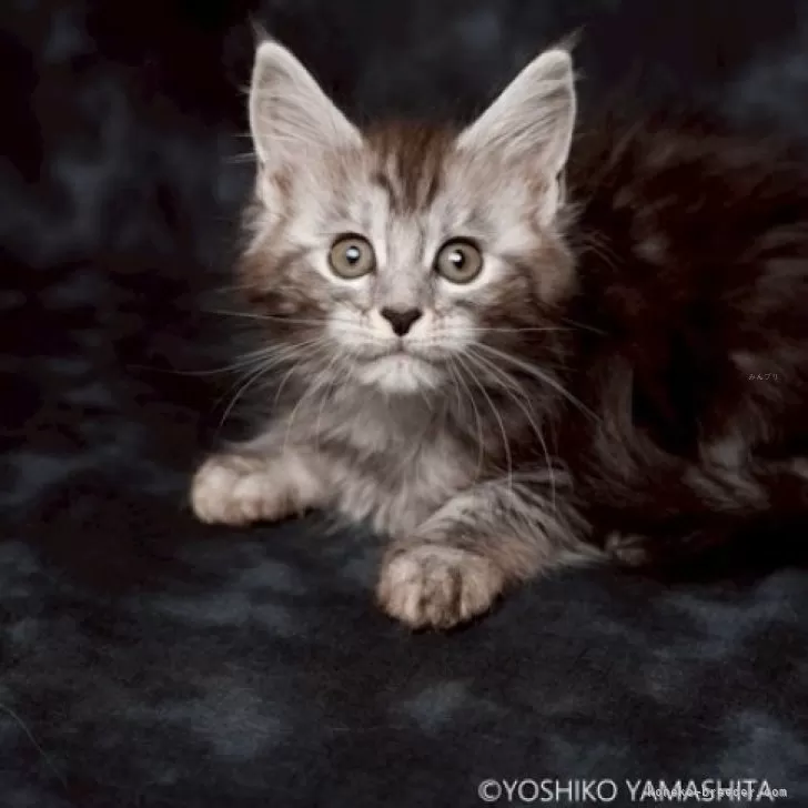 ID：2507-00719の子猫