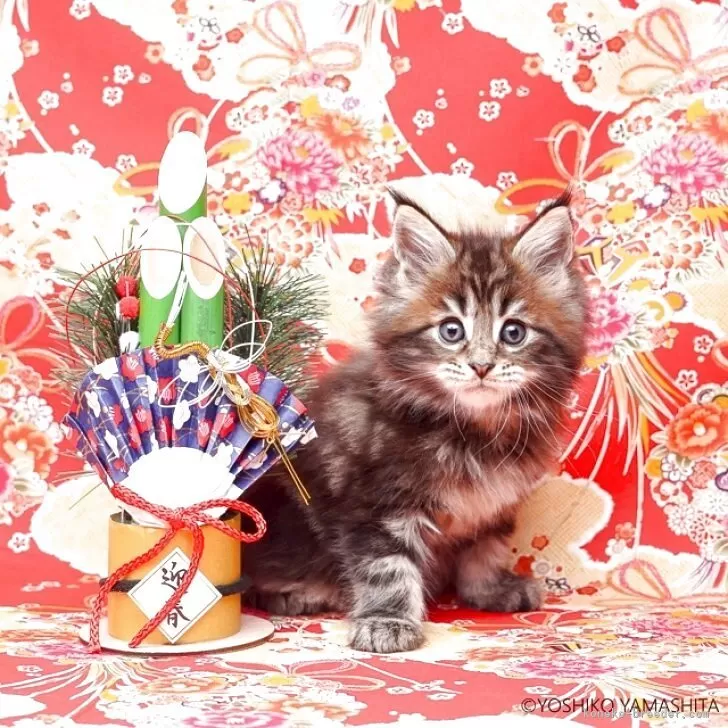 ID：2512-00284の子猫