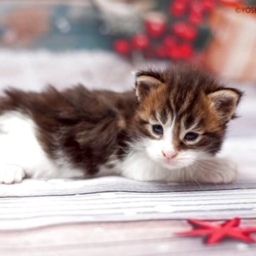 メインクーン【千葉県・男の子・2025年11月10日・ブラウンクラシックタビー&ホワイト】の写真「6匹兄弟の3男くんです」