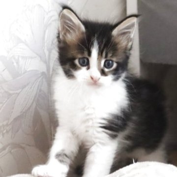 メインクーン【千葉県・男の子・2025年5月11日・ブラウンマッカレルタビー&ホワイト】の写真「可愛らしいハチワレ男の子です」