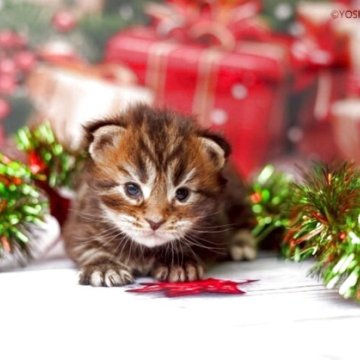 メインクーン【千葉県・男の子・2025年11月10日・ブラウンクラシックタビー】の写真「6匹兄弟の次男くんです」