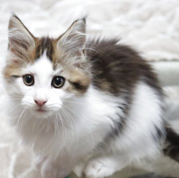 メインクーン【千葉県・男の子・2025年3月9日・ブラウンクラシックタビー&ホワイト】の写真「可愛らしいハチワレ男の子です」