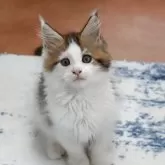 メインクーン