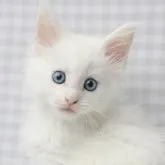 メインクーン