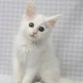 メインクーン