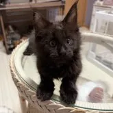 メインクーン