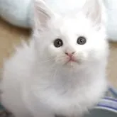 メインクーン