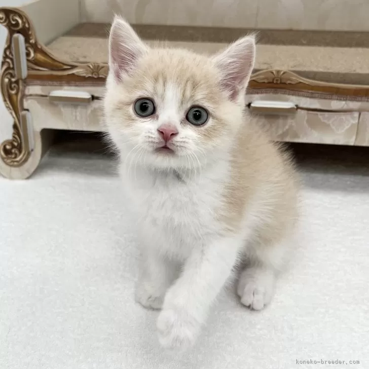 ID：2409-01586の子猫