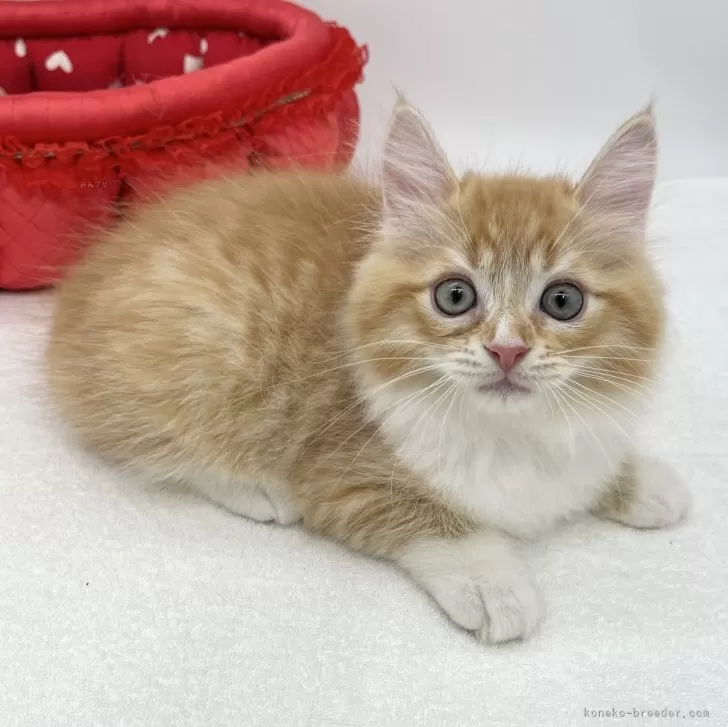 ID:2407-00880の子猫
