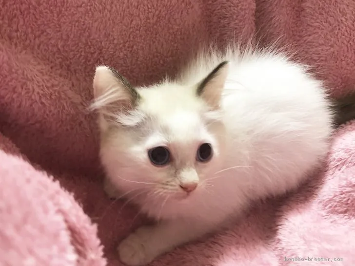 ID：1906-00723の子猫