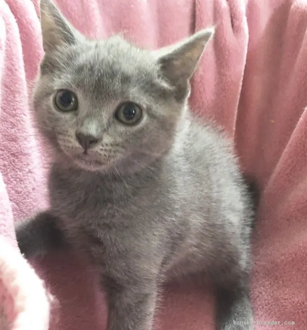 ID:1906-00725の子猫