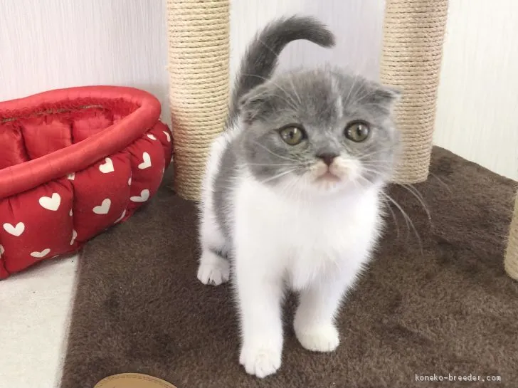 ID：2103-01406の子猫