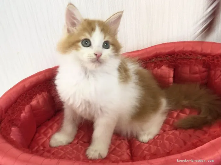 ID：2012-00246の子猫