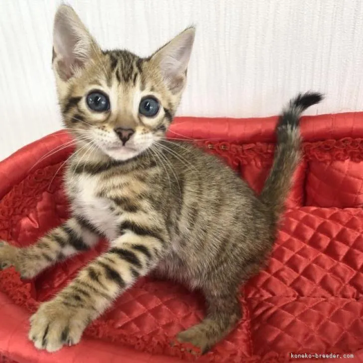 ID:2209-01117の子猫