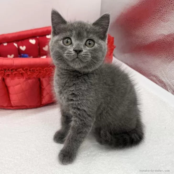 みー 様のお迎えした子猫