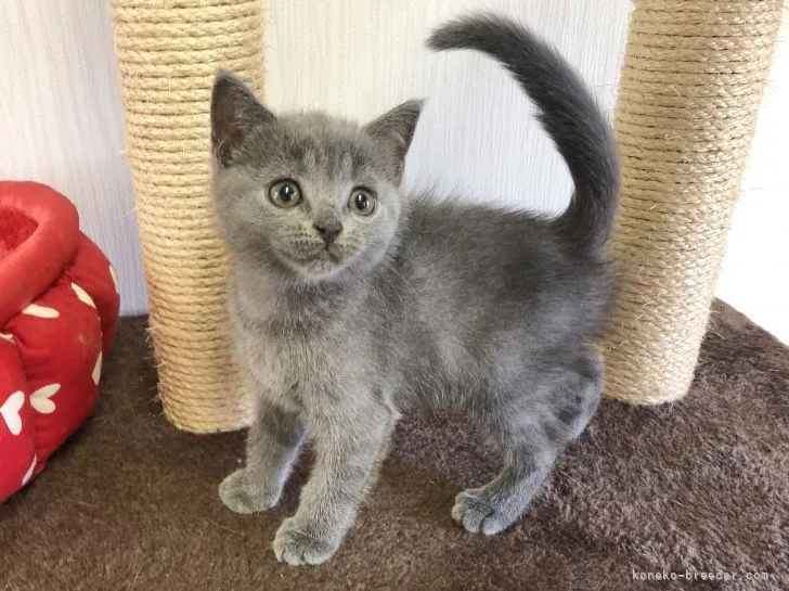 ID：2107-01759の子猫