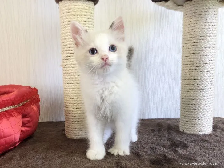 ID：2008-00407の子猫