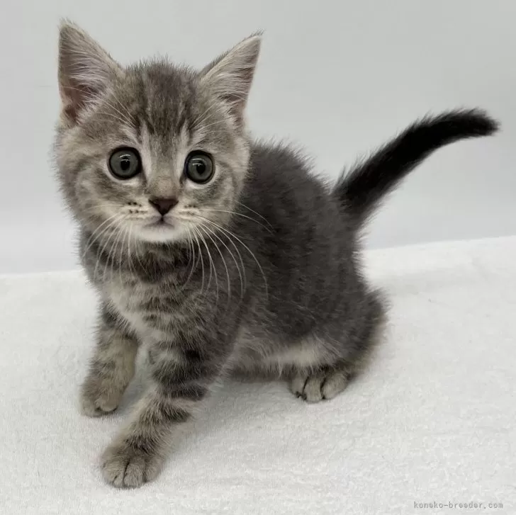 ブリティッシュショートヘア【愛知県・男の子・2024年5月8日・ブルータビー】の写真1