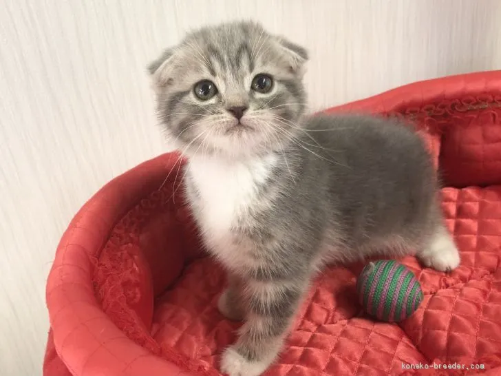 ID：2102-00452の子猫