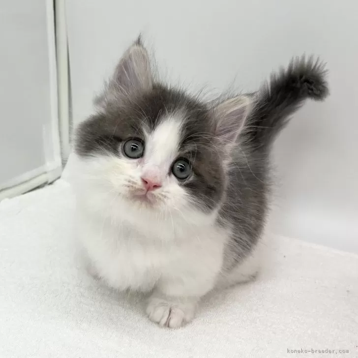 ID:2409-00973の子猫