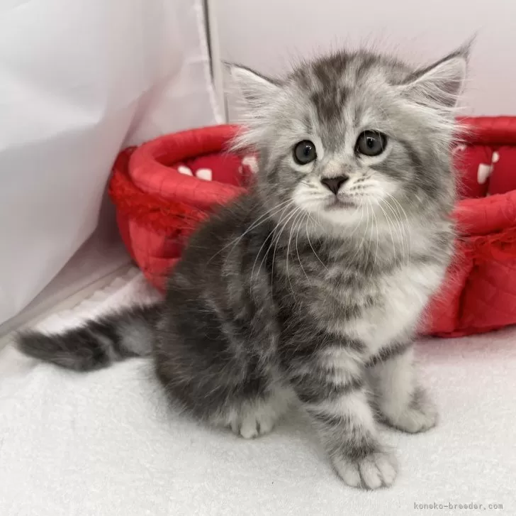 マイケル 様のお迎えした子猫