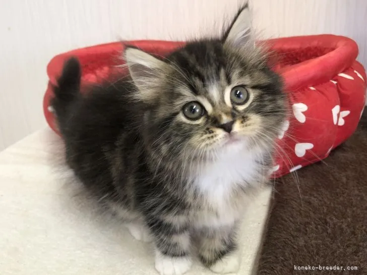 ID：2110-02067の子猫