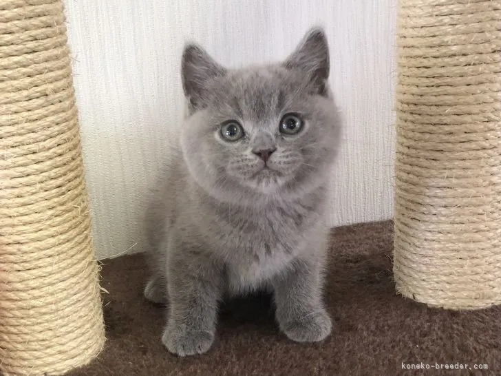 ID：2104-00972の子猫