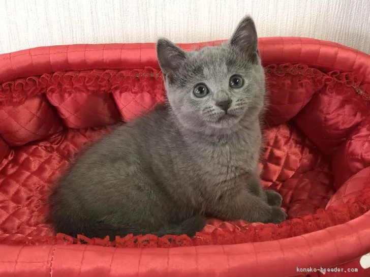 肉球 様のお迎えした子猫