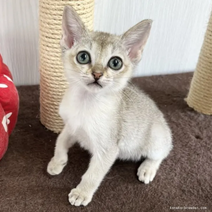 ID:2304-02826の子猫