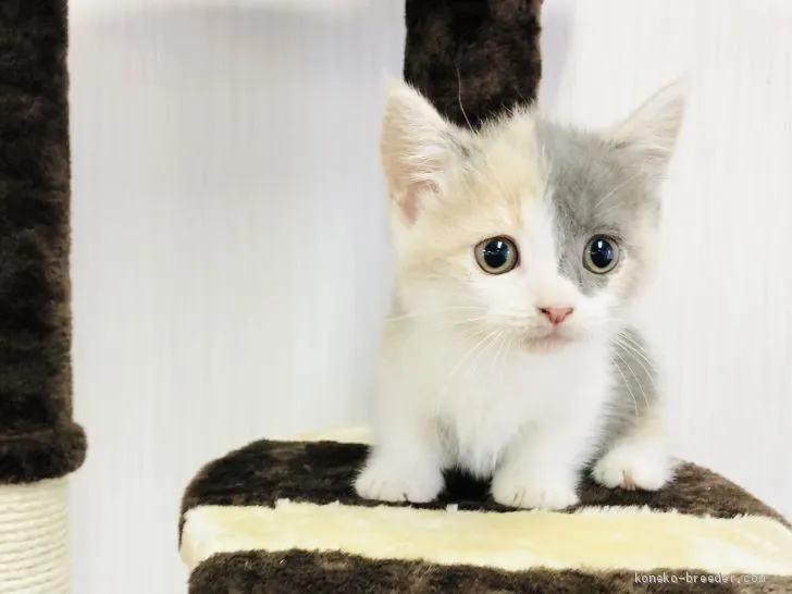 ID:2007-00136の子猫