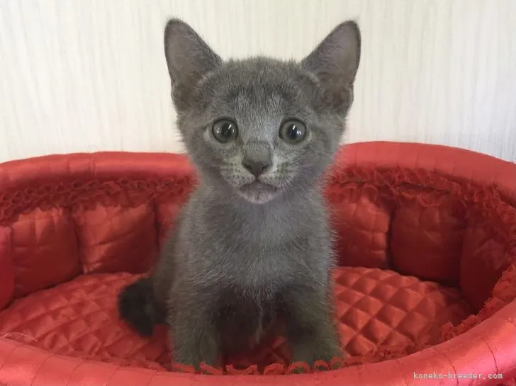 ID:2202-00448の子猫
