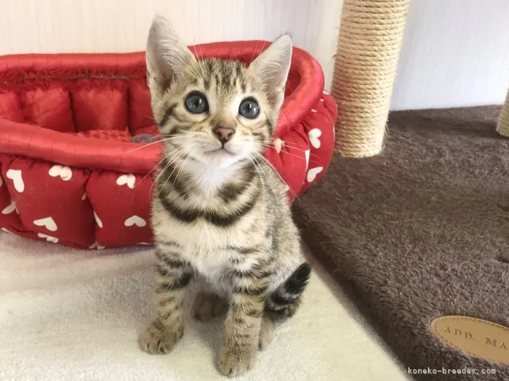 ID:2108-00054の子猫