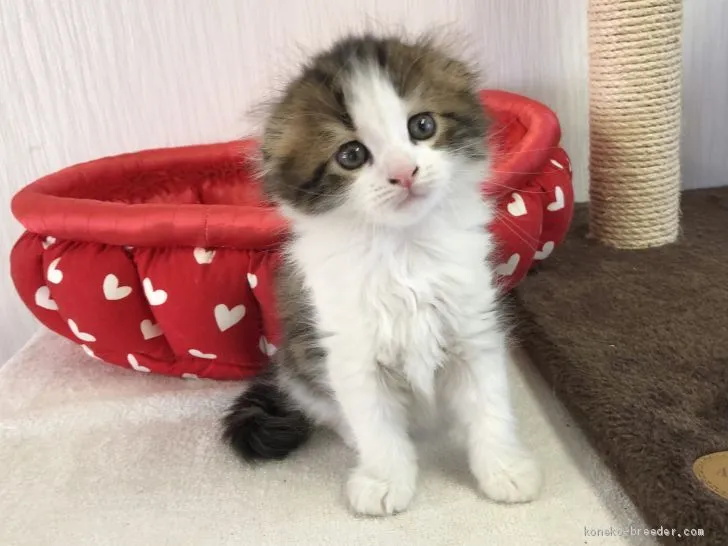 ID：2011-00589の子猫