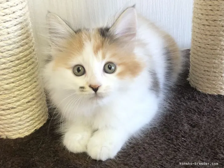 ID：2202-00808の子猫