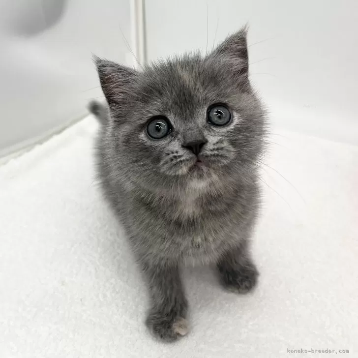 ID:2409-01696の子猫