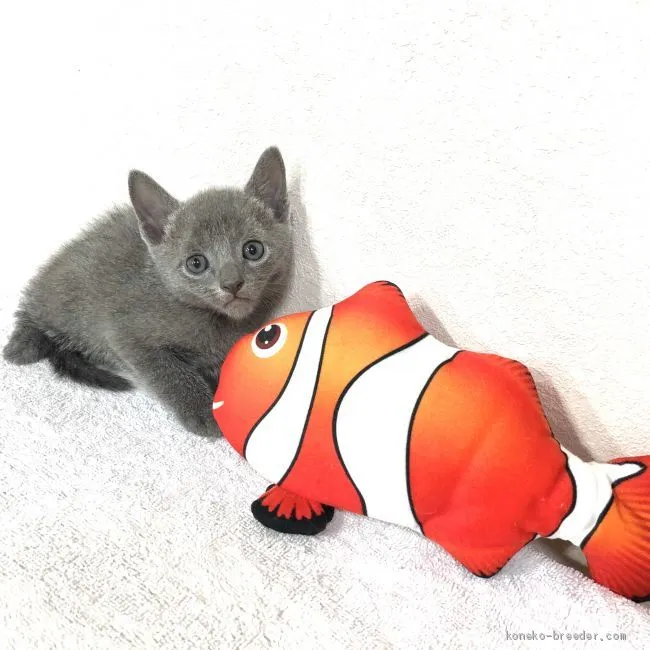 ID：2005-01298の子猫