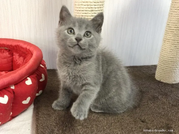 ID:2010-01621の子猫