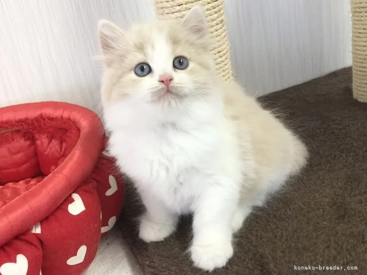 ID:2104-01551の子猫