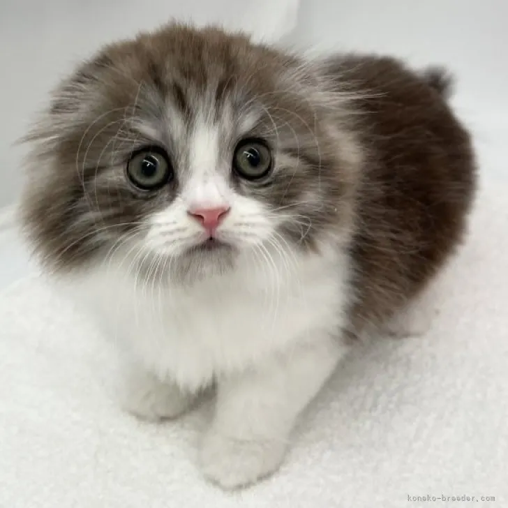 ID：2310-02948の子猫