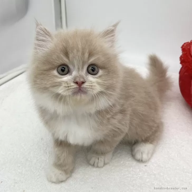 ID:2412-00161の子猫