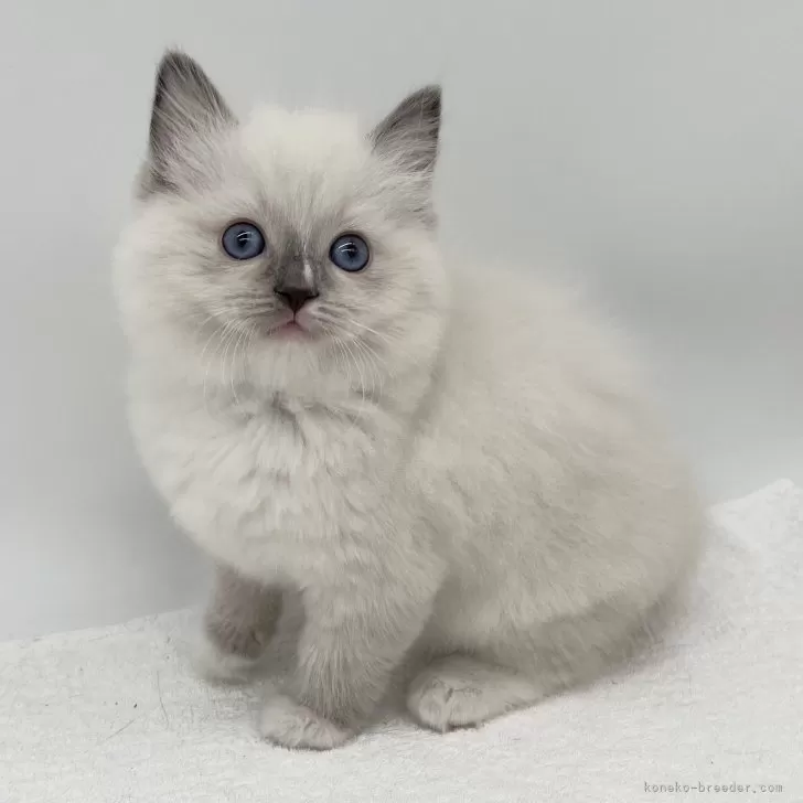 ID：2411-01815の子猫