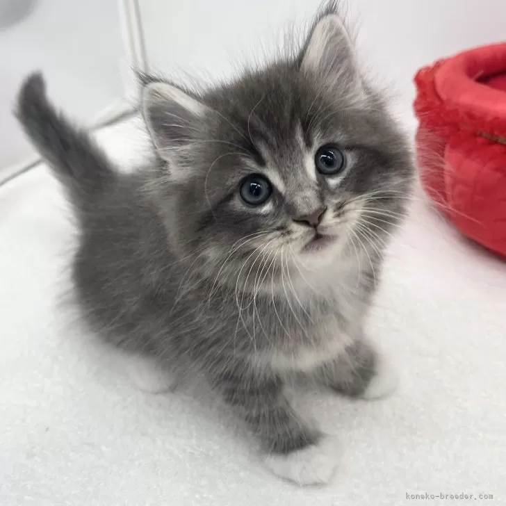 ID:2412-00800の子猫