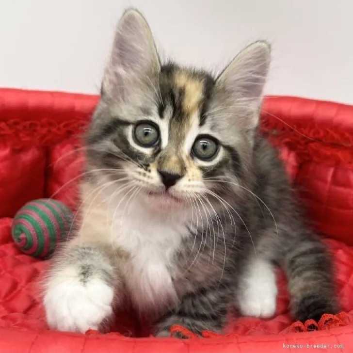 ID：2305-01775の子猫