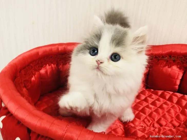 ID:2012-00495の子猫