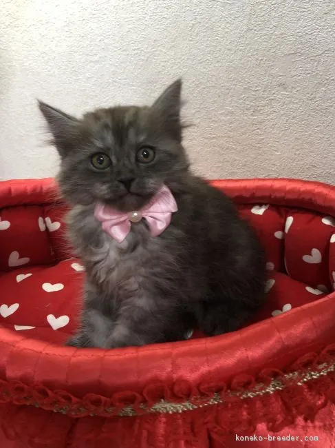 ID：2006-01297の子猫