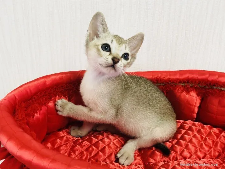 あらしひめ 様のお迎えした子猫